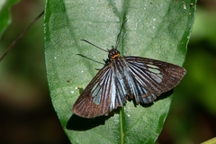 Pythonides lancea
