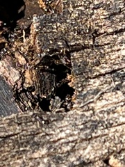 Prenolepis imparis