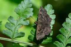 Staphylus