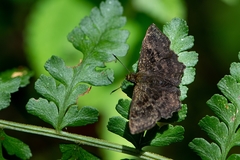 Staphylus
