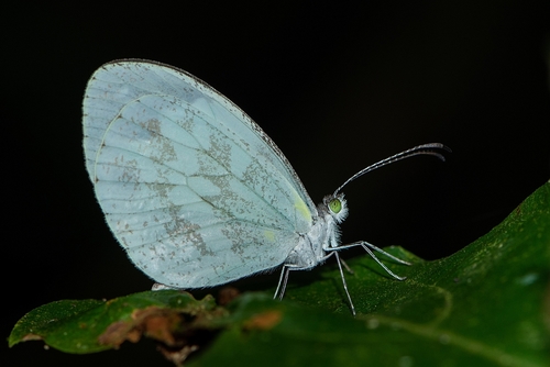 Dismorphia thermesia (Godart, 1819)