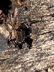 Prenolepis imparis