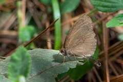 Godartiana muscosa