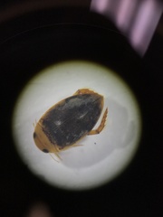 Laccophilus proximus