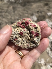 Homotrema rubrum