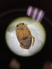 Laccophilus proximus