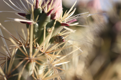 Chlorochroa opuntiae