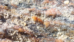 Aepus robini