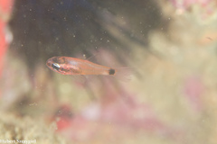 Tailspot Cardinalfish photo 4