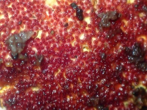 pink polypore mould