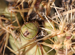 Chlorochroa opuntiae