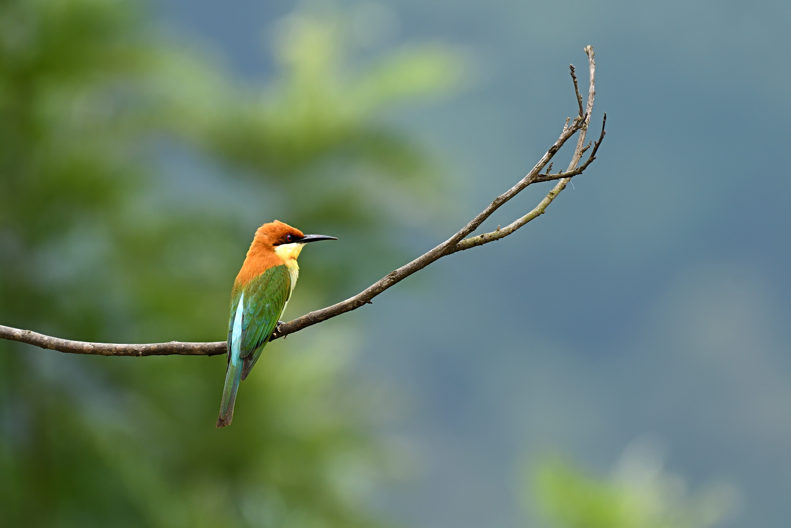 Chestnut-headed Bee-eater illustration