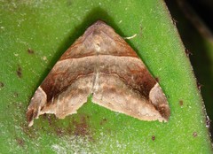 Dysgonia proxima
