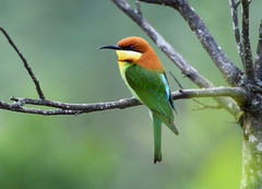 Chestnut-Headed Bee-Eater photo 4