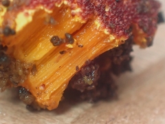Hypomyces rosellus