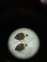 Peltodytes edentulus