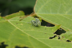 Eugnathus distinctus