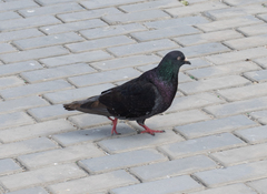 Columba livia domestica