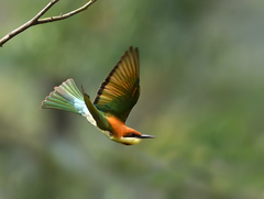 Chestnut-Headed Bee-Eater photo 3