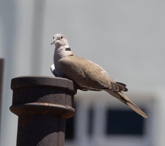 Streptopelia decaocto