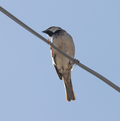Passer domesticus