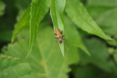 Lycocerus suturellus