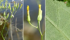 Crepis pulchra