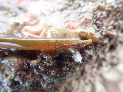 Nerophis lumbriciformis