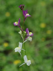 Linaria maroccana