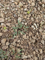 Lomatium piperi