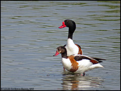 Common Shelduck photo 5