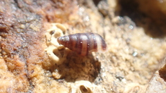 Cingula trifasciata
