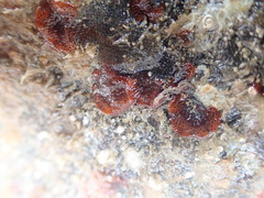 Watersipora subatra