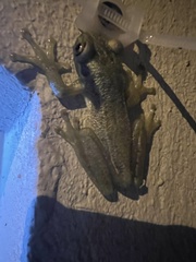 Scinax tsachila