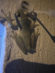 Scinax tsachila
