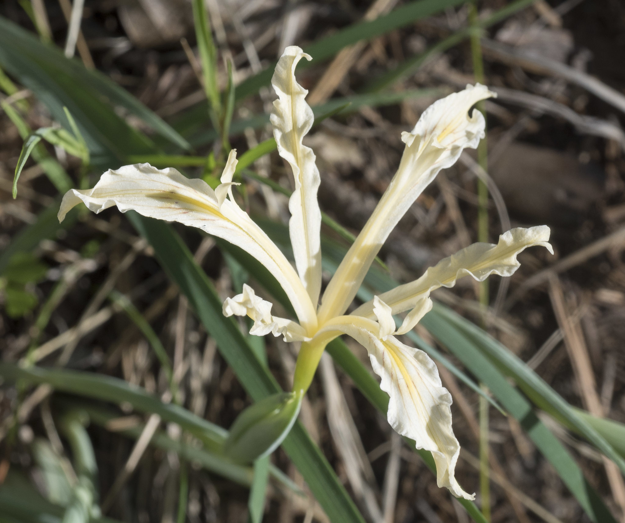 Iris tenuissima