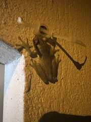 Scinax tsachila