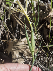 Iris tenuissima