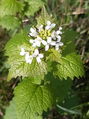 Alliaria petiolata