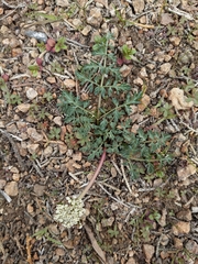 Lomatium canbyi
