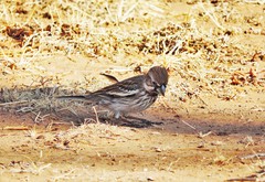 Calamospiza melanocorys