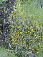 Erythranthe glaucescens