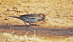 Calamospiza melanocorys