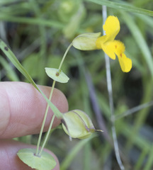 Erythranthe glaucescens