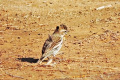 Calamospiza melanocorys