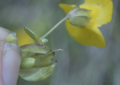 Erythranthe glaucescens