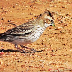 Calamospiza melanocorys