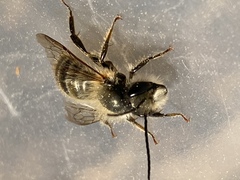 Osmia cornifrons