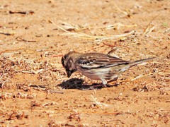 Calamospiza melanocorys