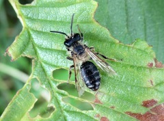 Andrena semilaevis
